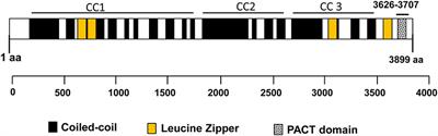 CG-NAP/Kinase Interactions Fine-Tune T Cell Functions